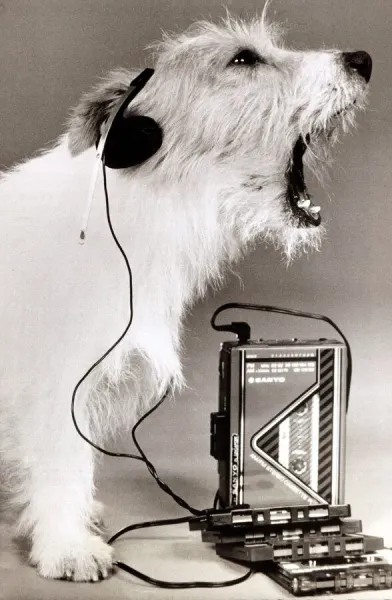 Animal Dogs In Music Cute Dog Singing Along To Walkman Art Prints