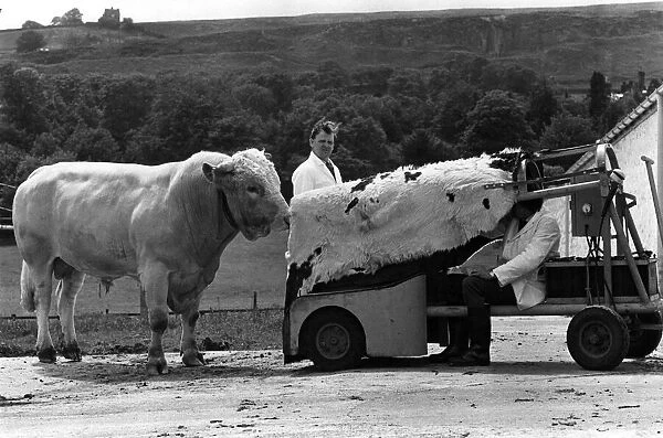 Eagerly the lover approches, he doesn t suspect that this cow is just a load of bull