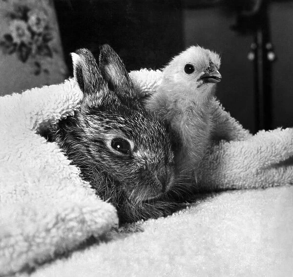 The easter bunny seen here with the easter chick. P000652