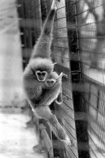 Gibbons at London Zoo. April 1975 75-1806-002