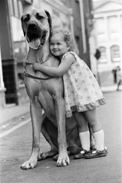 Great Dane Hermie on a Walk with Emma, 6th July 1980 Art