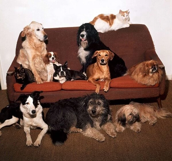 A group of cats and dogs sitting on a settee August 1973 animal animals cute pet