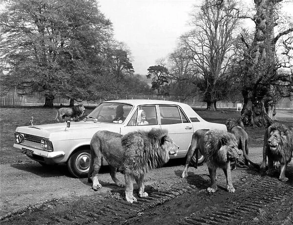 Intrepid motorists among the lions at the Blairdrummond Safari Park in Scotland
