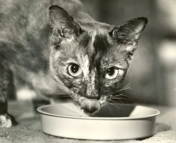 Jasmine the Burmese Cat Enjoying Food Print Art Prints