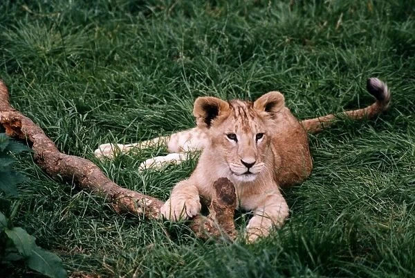 Lion Cub circa 1994