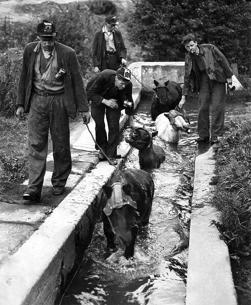 Miners from Hamsterley Colliery in County Durham give their pit ponies a bath