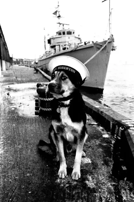 Framed Print : Sippers the Mongrel at North Shields Fish Quay Print 1972 Framed Print : Sippers the Mongrel at North Shields Fish Quay Print 1972