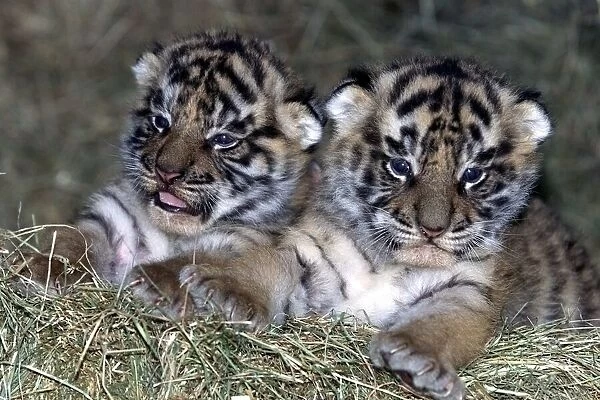 The two month old tiger cubs at the West Midland Safari Park, Bewdley. 1999