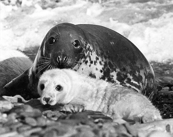 Mother seal with her pup on the beach Circa 1970 P004206
