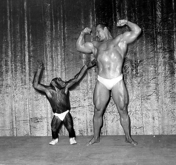 Muscle man John Grimek flexing his muscles with Marquis the Chimpanzee at the London