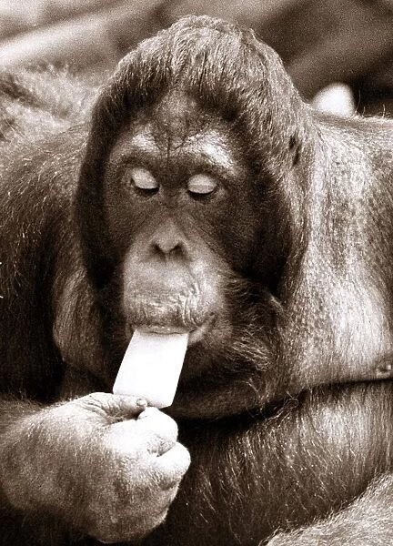 Orangutan eating a ice lolly - June 1976