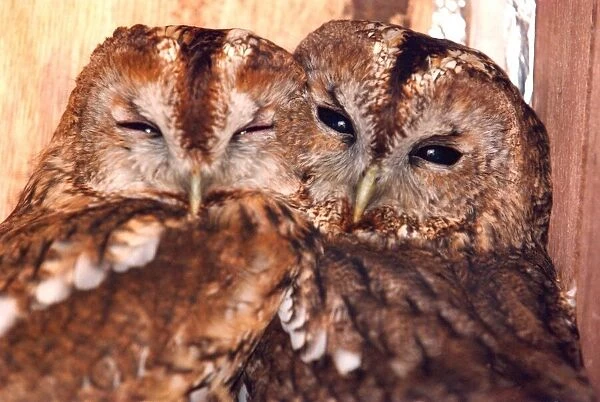 These two owls like to cuddle up together
