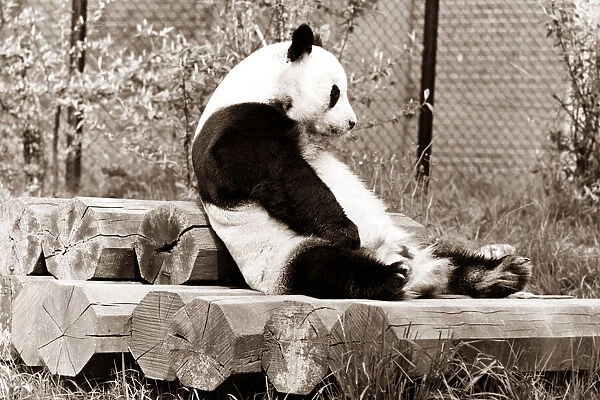 Panda sitting on a pile of logs in his cage at the zoo