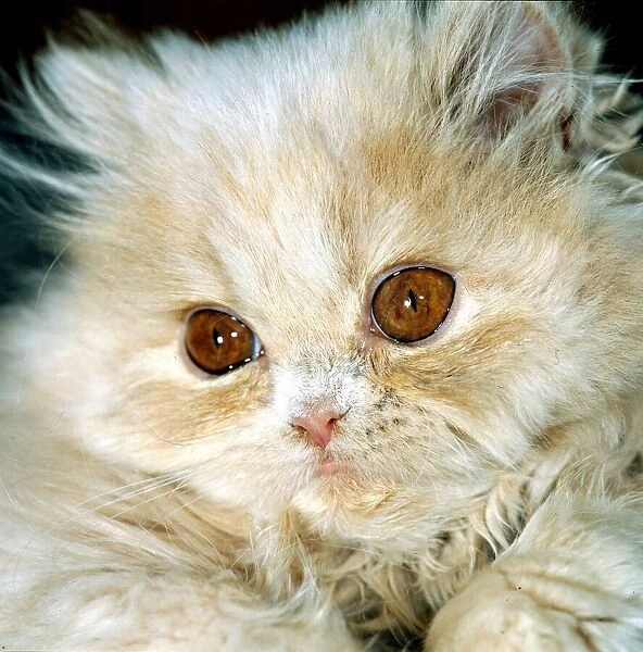 Persian cat with big brown eyes circa 1985