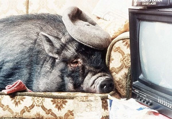 Pet Pig Georgie Porgy, a bizarre 1994 Valentines Day gift