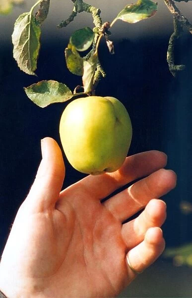 Someone picking an apple in May 1999