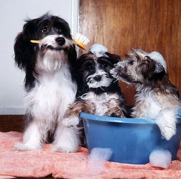 Pippin the Dog - March 1984 prepares two of her pups for TV show Rub a Dub Dub