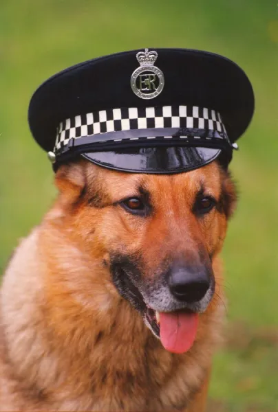 Top police dog Russ wearing his handlers hat