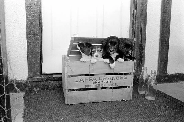 Puppies found abandoned in box. November 1969 Z11391-009