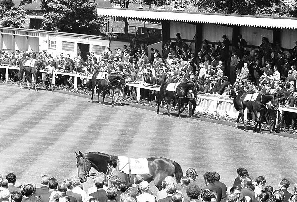 The runners in the 1971 Andy Capp Handicap in the parade ring before the the race at