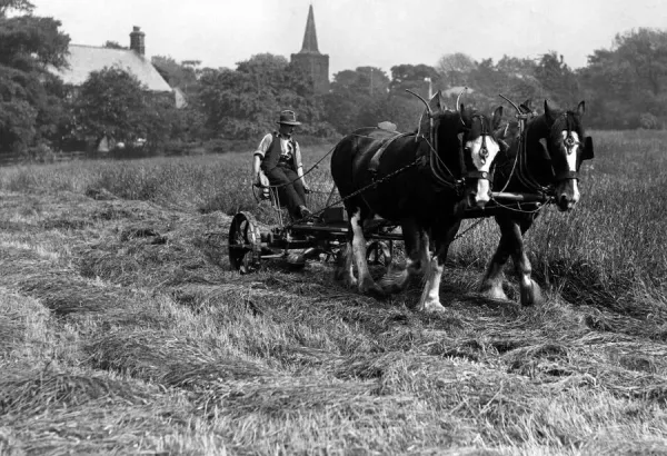 Rural Farming Scene Print, South Gosforth, 11th June Art