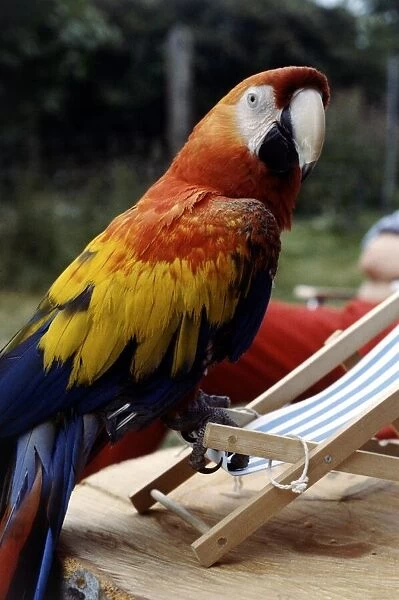 Sam the 2 year old American macaw perched on a deckchair July 1979