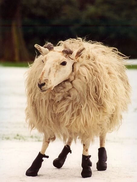 A sheep wearing its winter boots