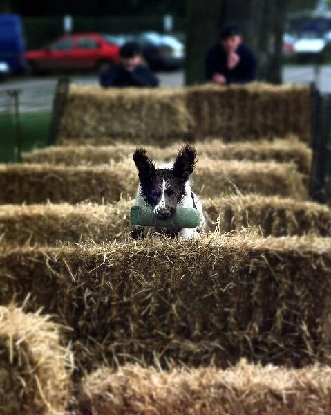 Tash, a two year old Springer Spaniel jumps over hay bales during the obstacle round of