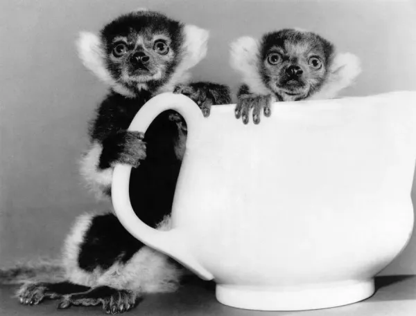 Tea for Two at the Zoo Print, July Art Prints, Posters