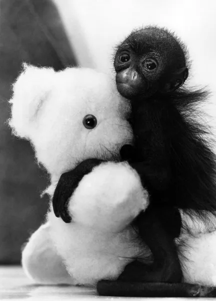 A tiny spider monkey with a cuddly teddy bear at Devon Zoo, Paignton