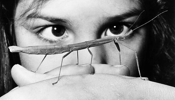 Twiggy the Stick Insect 1980