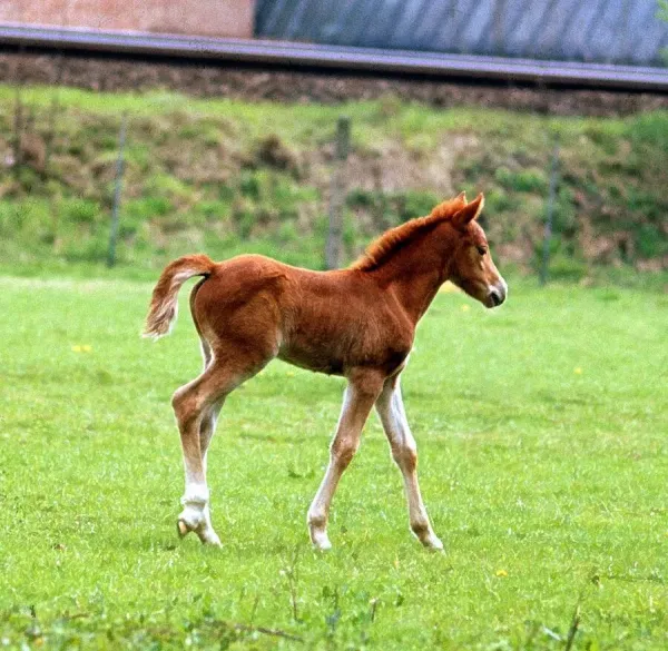 young-pony-foal-fields-1968-pony-foal-ho
