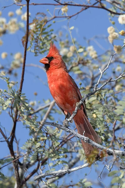 Cardinal. North America, Mexico, Baja California Sur