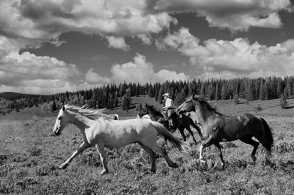 Horses. USA; Rocky Mountains; Wyoming; Sublette County; Pinedale; Flying A Ranch;