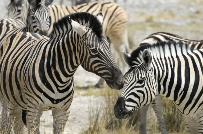 Framed Print : Namibia Zebra Print