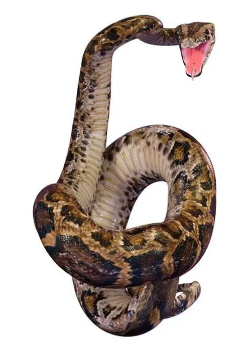 Framed Print : Burmese Python 3D Rendering Print on White Background Framed Print : Burmese Python 3D Rendering Print on White Background