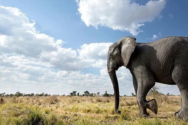 An abstract image from a low angle of elephants as they walk from Hwange national Park to Chobe National Park, Botswana