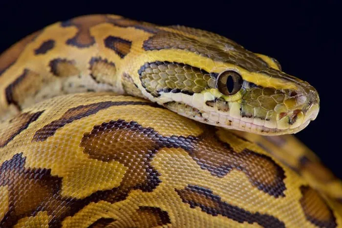 Framed Print : African Rock Python Print Framed Print : African Rock Python Print