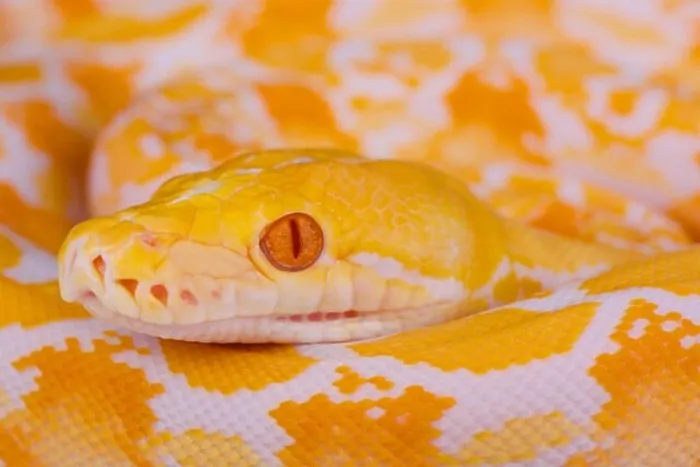 Framed Print : Albino Reticulated Python Print Framed Print : Albino Reticulated Python Print