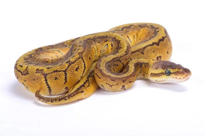 Framed Print : Ball python Print Framed Print : Ball python Print