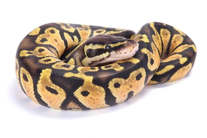 Framed Print : Ball Python Print Framed Print : Ball Python Print