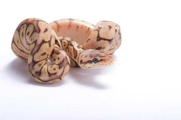 Framed Print : Ball Python Print Framed Print : Ball Python Print
