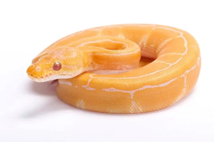 Framed Print : Albino Pinstripe Ball Python Print Framed Print : Albino Pinstripe Ball Python Print