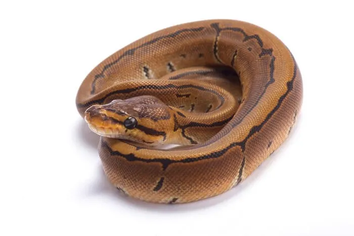 Framed Print : Pinstripe Ball Python Print, a Popular Pet Snake Species Framed Print : Pinstripe Ball Python Print, a Popular Pet Snake Species