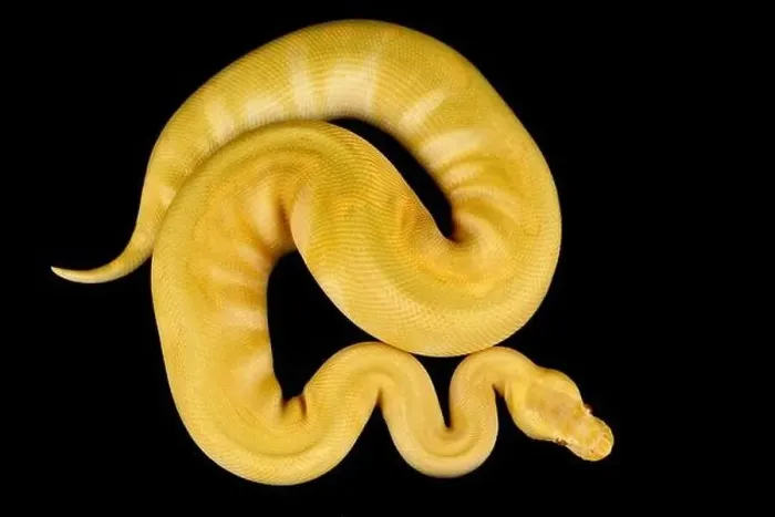 Framed Print : Ball Python Print