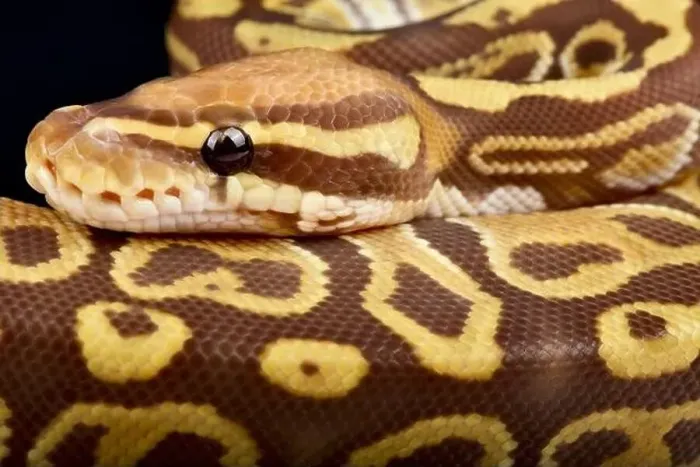 Framed Print : Ball Python Print: Colorful Breeding Varieties Framed Print : Ball Python Print: Colorful Breeding Varieties