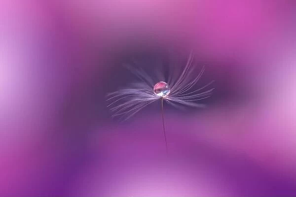 Beautiful Nature Background.Floral Art Design.Abstract Macro Photography.Pastel Flower.Dandelion Flowers.Violet Background.Creative Artistic Wallpaper