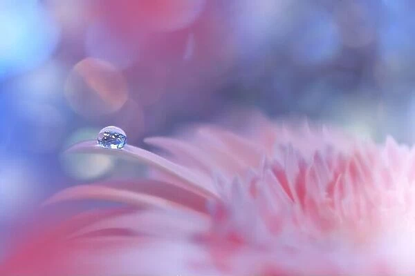 Beautiful Nature Background.Floral Art Design.Abstract Macro Photography.Pink Daisy Flower.Pastel Flowers.Blue Background.Creative Artistic Drop