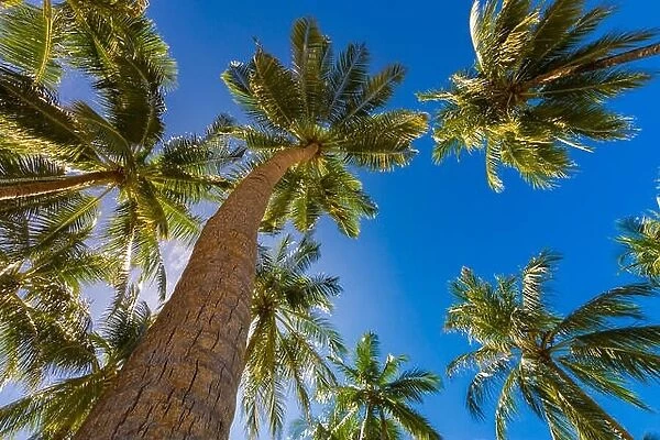 Beautiful palm trees on the beautiful landscape background. Vintage Palm Trees Vintage clear summer skies. Tropical beach palm trees relaxation zen in