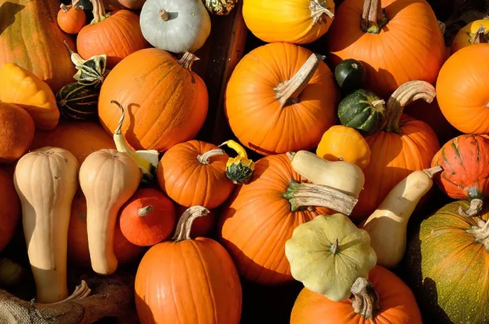 Framed Print : Collection of Assorted Pumpkins Print Framed Print : Collection of Assorted Pumpkins Print